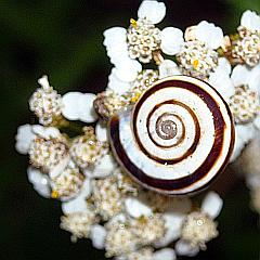Schnecke